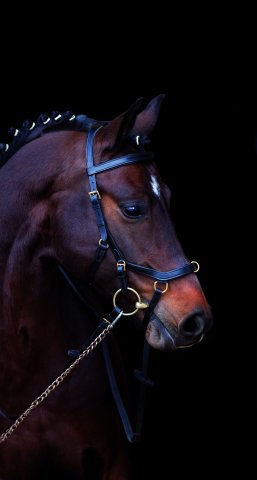 Rambo Micklem Multibridle - das Multitalent