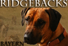 Ridgebacks Bayern
